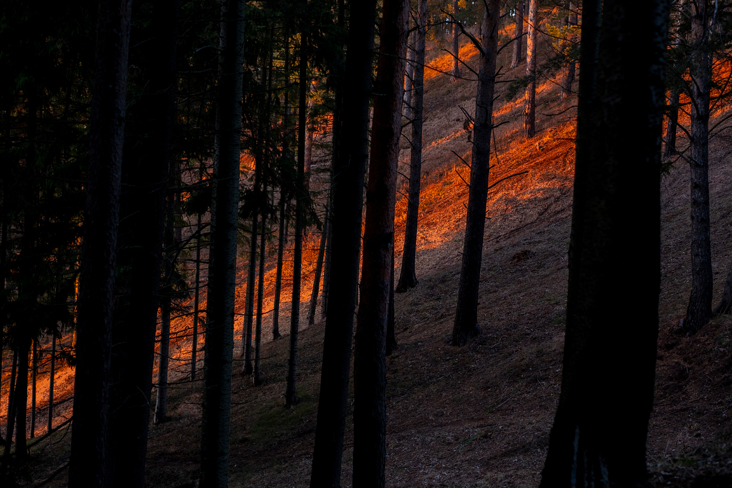 Format 1322 29 2022 серый-жёлтый